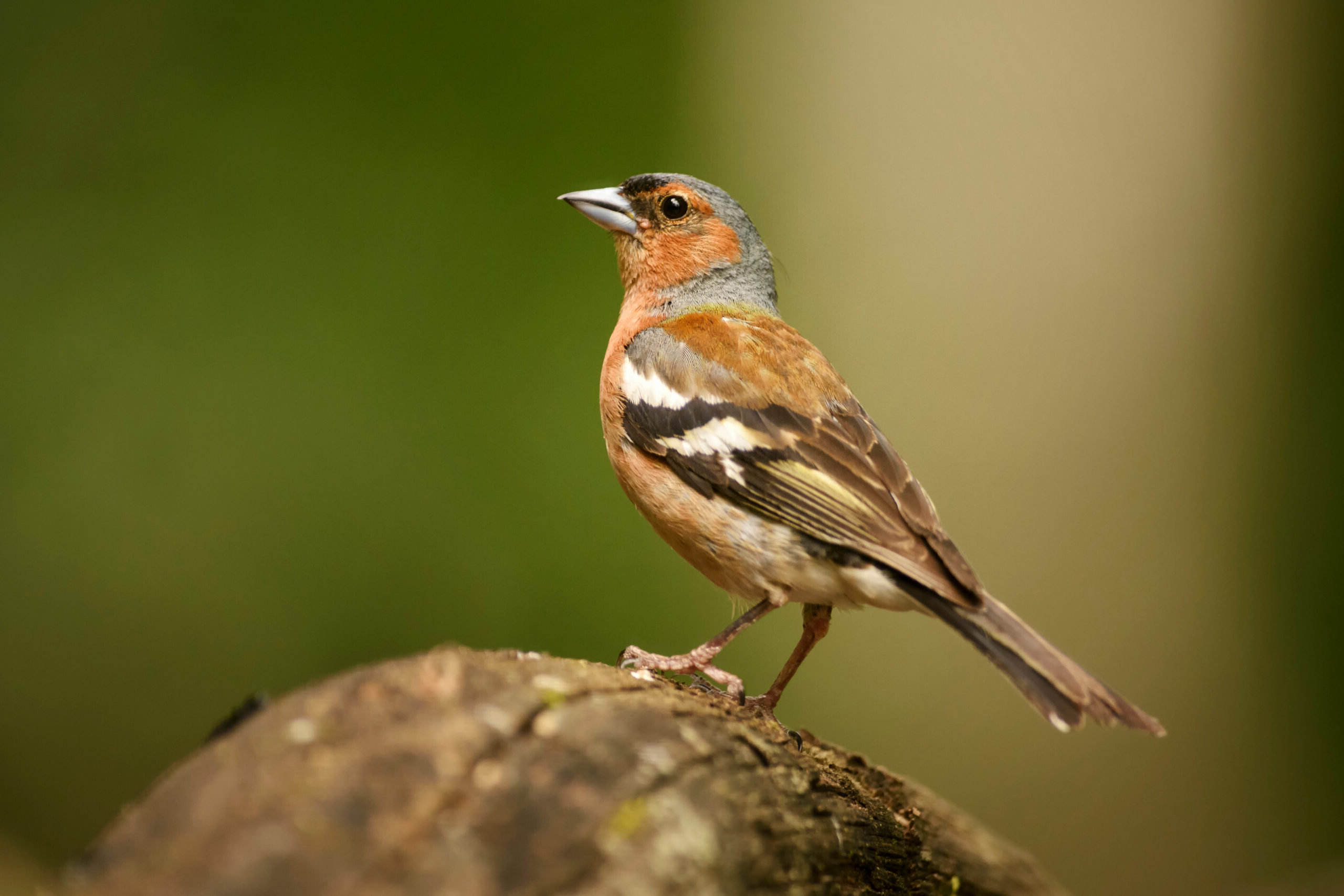 mmon Chaffinch - Fringilla coelebs, beautiful colored perching bird from Old World forests, Hungary.
